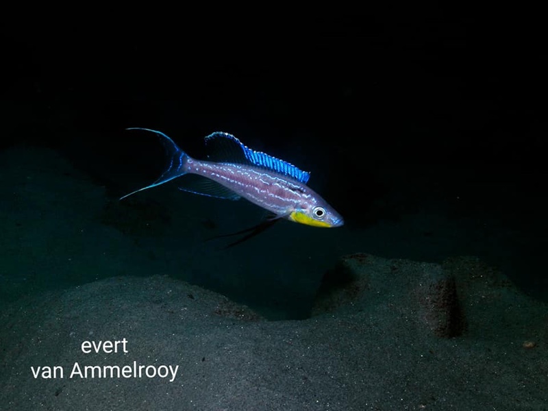 Benthochromis horii 'Mahale Mountains NP'